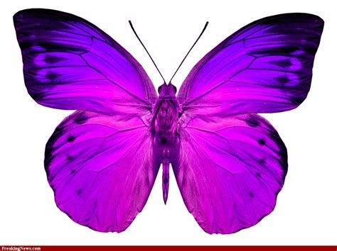 Butterfly Pics Pink Butterfly Pics High Resolution Photoshop