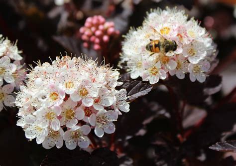 Physocarpus (ninebark) opulifolius 'center glow' (center glow ninebark). PlantFiles Pictures: Physocarpus, Ninebark 'Center Glow ...