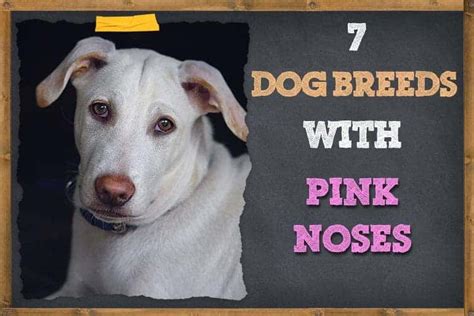 7 Dog Breeds With Pink Noses Pictures And Facts Zooawesome
