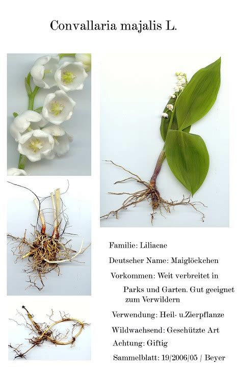 The bryophytes, pteridophytes, gymnosperms, monocots and dicots through the fabaceae (family 128) are. Herbarium Deckblatt Vorlage Zum Ausdrucken Kostenlos ...