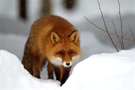 Red Fox Wallpapers Wallpaper Cave