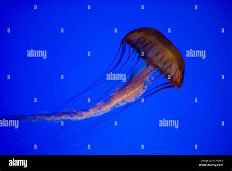 Close Up Of A Jelly Fish Chironex Fleckeri In An Aquarium Monterey