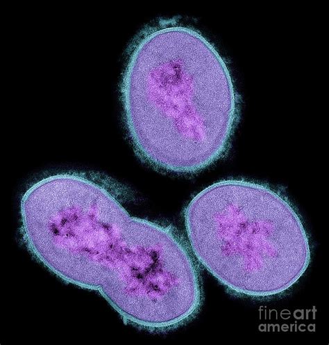 Streptococcus Bacteria Photograph By Steve Gschmeissnerscience Photo
