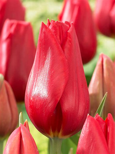 Tulip Kingsblood Buy Top Quality Bulbs Online With Dutchgrown
