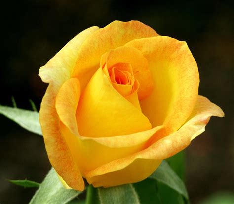 Symbolic Meaning Of The Truly Spectacular Yellow Roses Gardenerdy
