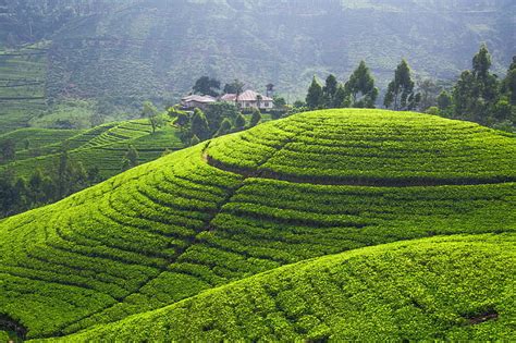 Hd Wallpaper Tea Plantation Fields Hills Greenery Plantation