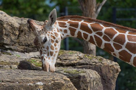 Wilhelma Foto And Bild Tiere Zoo Wildpark And Falknerei Säugetiere