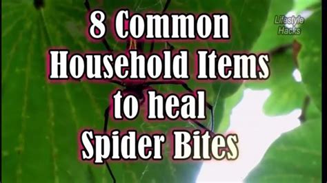 8 Common Household Items To Treat Spider Bites Spider Bites Bitten