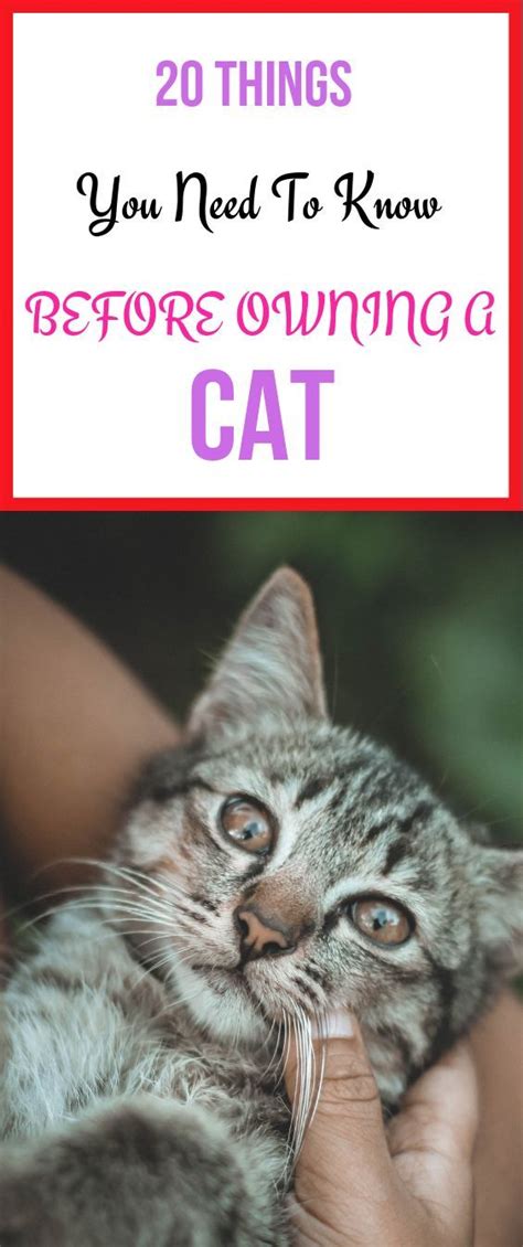 Pin On Adopting A Cat And Bringing Home A New Cat