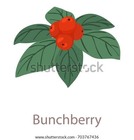 Bunchberry Stock Images, Royalty-Free Images & Vectors | Shutterstock