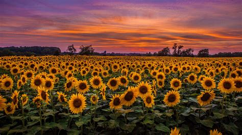Download Wallpaper 2560x1440 Sunflowers Field Sunset