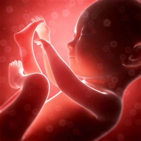 7th month pregnancy symptoms and fetal development