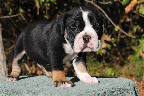 English bulldogs puppies, english bulldog puppies for sale photos, english bulldog pictures, englishbulldog puppy. oliver6w5 - Olde South Bulldogges
