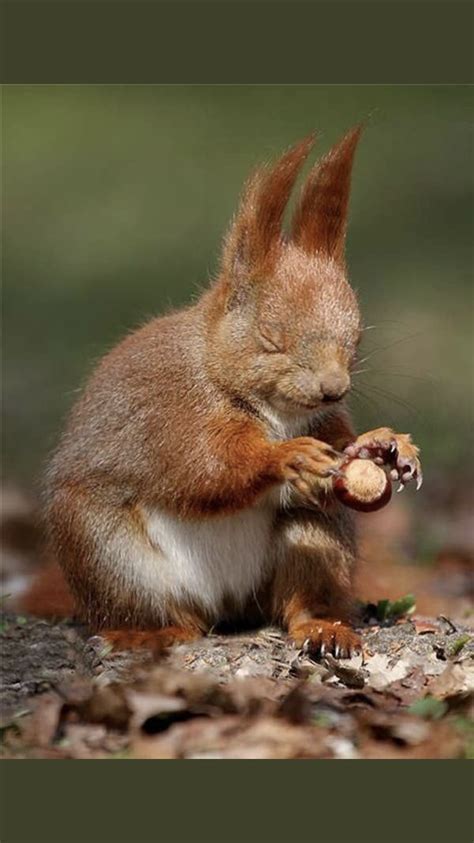Ik was net doodling wanneer ik trok een echt schattig konijntje en dacht dat ik moet trekken meer dingen zoals. Pin van Nanda vd Dobbelsteen op Animals in 2020 ...