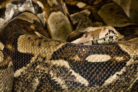 Finding Out How Boa Constrictors Kill Its Not How You Think