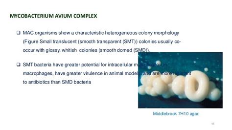 The Mycobacterium Avium Complex And Slowly Growing Mycobacterium