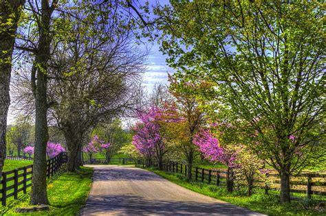 1080p Free Download Spring Road Fence Bloom Grass Redbuds Yellow