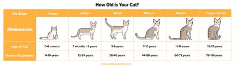How Old Is My Cat In Human Years Cat Age Chart And Calculator All