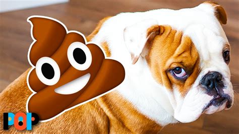 Eat your own dog food. Why Dogs Eat Their Own Poop - YouTube