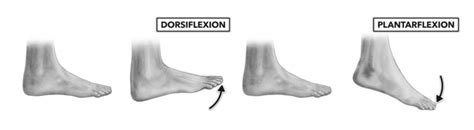 Joint Knowledge The Ankle Artic Flex