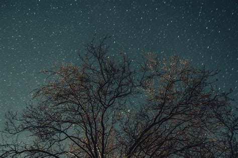 Wallpaper Tree Night Stars Starry Sky Hd Widescreen High