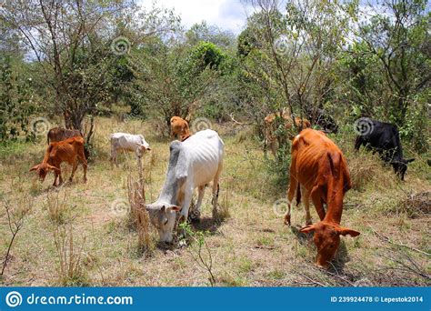A Maasai Herd Of Cows In The National Park Of Masai Mara In Kenya