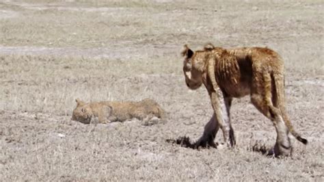 Moment Suffering Of Lion Cub And Lion Pride Youtube