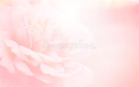 Pink Rose Petals On Abstract Blur Romance Background Soft Pink Pastels