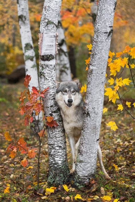 Grey Wolf Canis Lupus Stands Between Birch Trees Autumn Stock Image