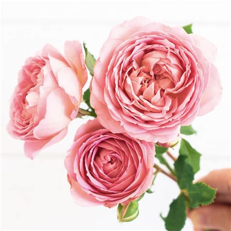 Jubilee Celebration By The Dozen Fragrant Garden Spring Roses Rose Care