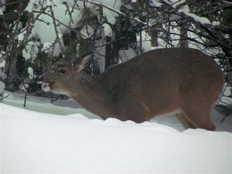 The Agatelady Adventures And Events Deer And Deep Snow