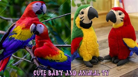 Funny Parrots And Birds Compilation Cute Moment Of Animals Cute