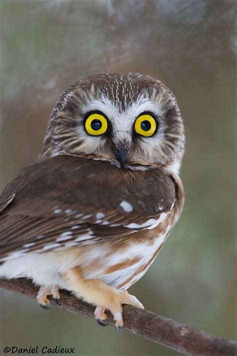 Northern Saw Whet Owl Saw Whet Owl Owl Eyes Owl