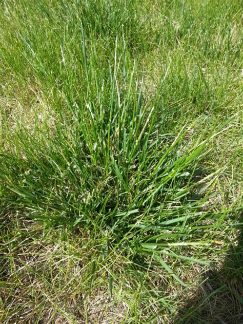 Ugly Coarse Grass Taking Over My Lawn