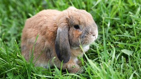 Mini Lop Rabbit Ultimate Breed Care And Advice Guide