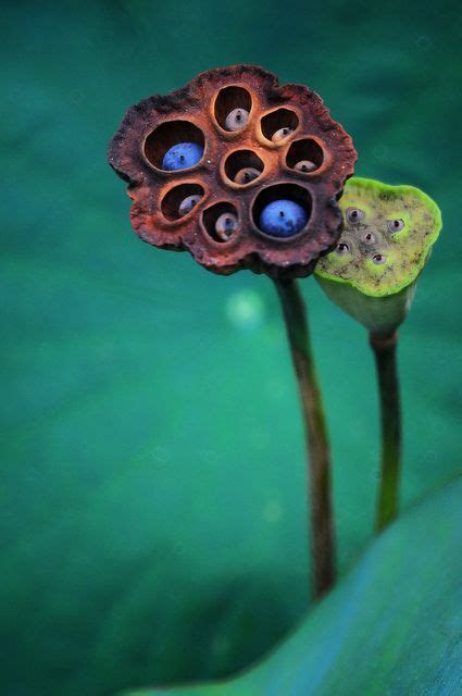 Rusty Lotus Pods 銹荷蓬 Lotus Pods Lotus Flower Art Hanging Flowers