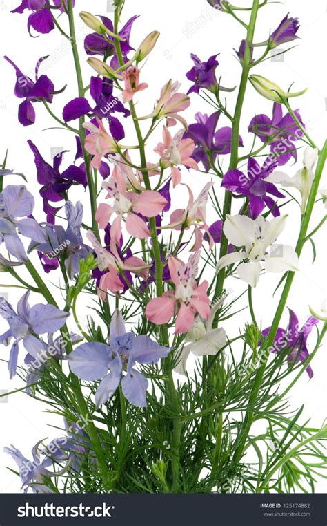 Bouquet Of Wild Delphinium Flowers On White Background Stock Photo