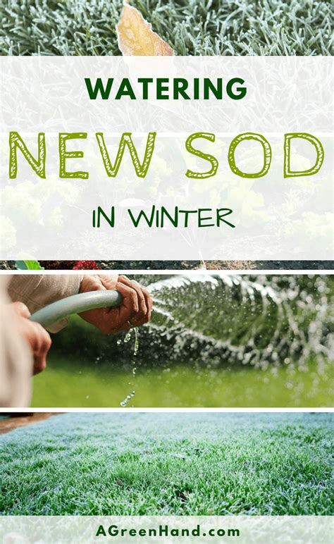 You can irrigate fewer times if the temperatures are not high and it is not sunny. Watering New Sod In Winter - A Green Hand