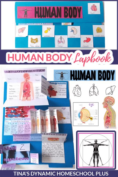 Beautiful Human Body Lapbook And Fun Unit Study Hands On Unit Study To