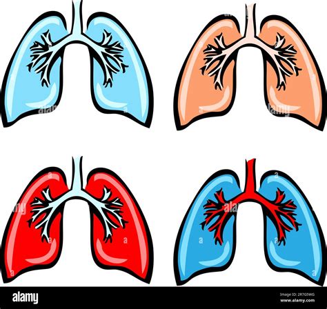 Anatomia Pulmonar Bronquios My Xxx Hot Girl