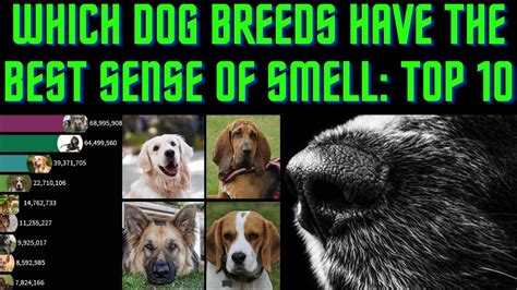 Which Dog Breeds Have The Best Sense Of Smell Top 10 Animated