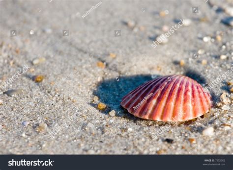 Close Up Of A Red Sea Shell Stock Photo 7575262 Shutterstock