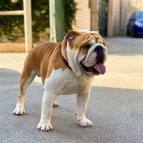 Albums 90 Pictures Photos Of English Bulldogs Completed