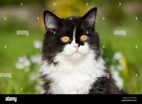 British Longhair Portrait Of Black And White Adult Stock Photo Alamy