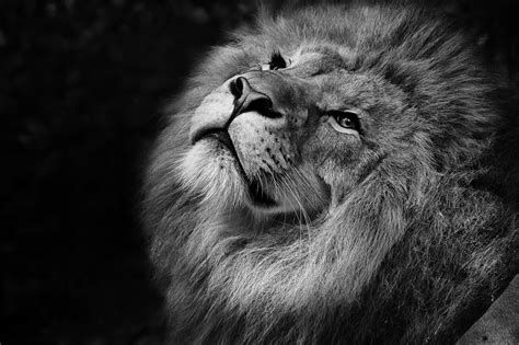 Free Images Black And White Zoo Africa Feline Fauna