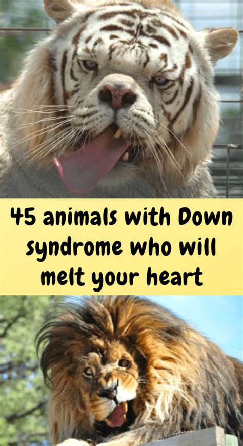 Down syndrome was discovered in humans after research and notable physical characteristics, but it has also been found that many animals may have difficulties similar to this disease. 40+ beautiful animals that have Down syndrome but don't let it get them down in 2020 | Animals ...