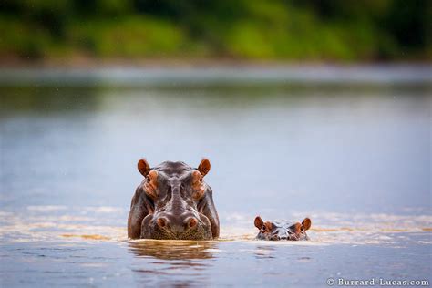 Mum And Baby Hippo Burrard Lucas Photography