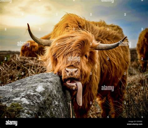 A Highland Cow Resting Its Chin And Sticking His Tongue Out On The
