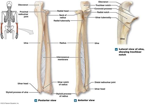 Labelled Radius Bone Right Radius And Ulna Bones In Supination