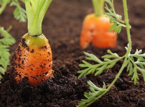 12 Verduras Que Puedes Cultivar En Tu Casa Genial